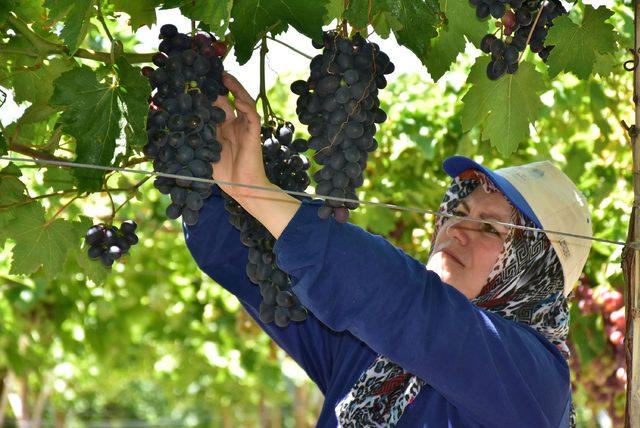 Türkiye'nin üzüm ambarında hasat başladı