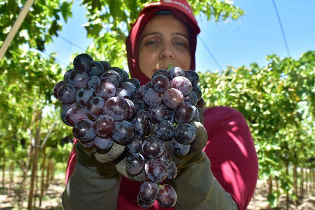 Türkiye'nin üzüm ambarında hasat başladı