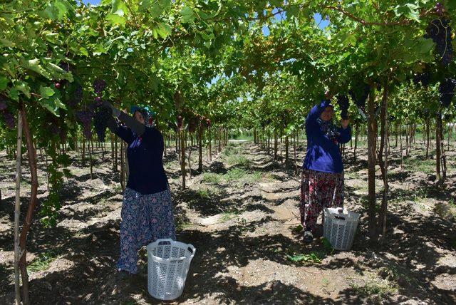 Türkiye'nin üzüm ambarında hasat başladı