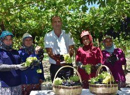 Türkiye'nin üzüm ambarında hasat başladı