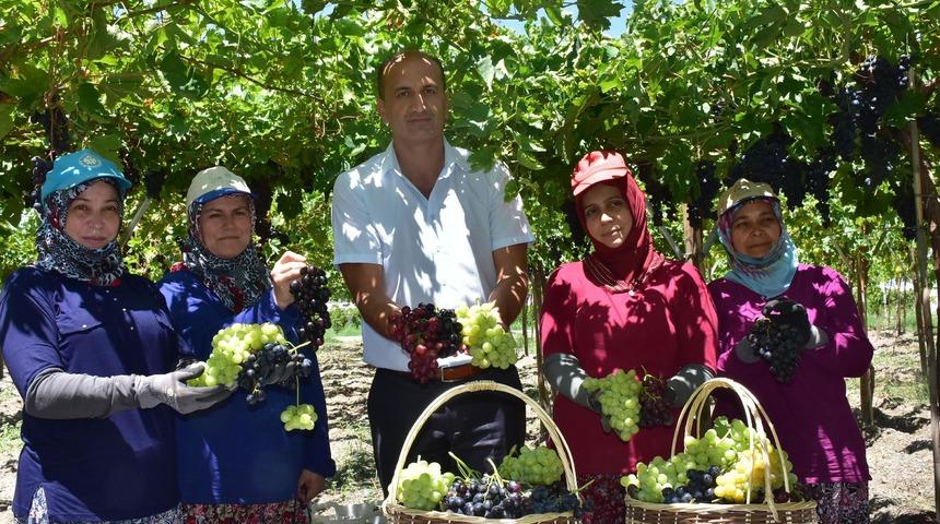 Türkiye'nin üzüm ambarında hasat başladı