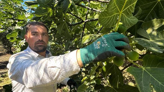 Avrupa ülkelerine ihraç ediliyor! Bursa Siyahının fiyatı 80 liraya düştü