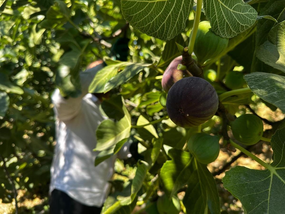 Avrupa &uuml;lkelerine ihra&ccedil; ediliyor! "Bursa Siyahı"nın fiyatı 80 liraya d&uuml;şt&uuml; 1