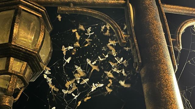 Ardahan’da milyonlarca kelebeğin 'ölüm dansı' kaydedildi