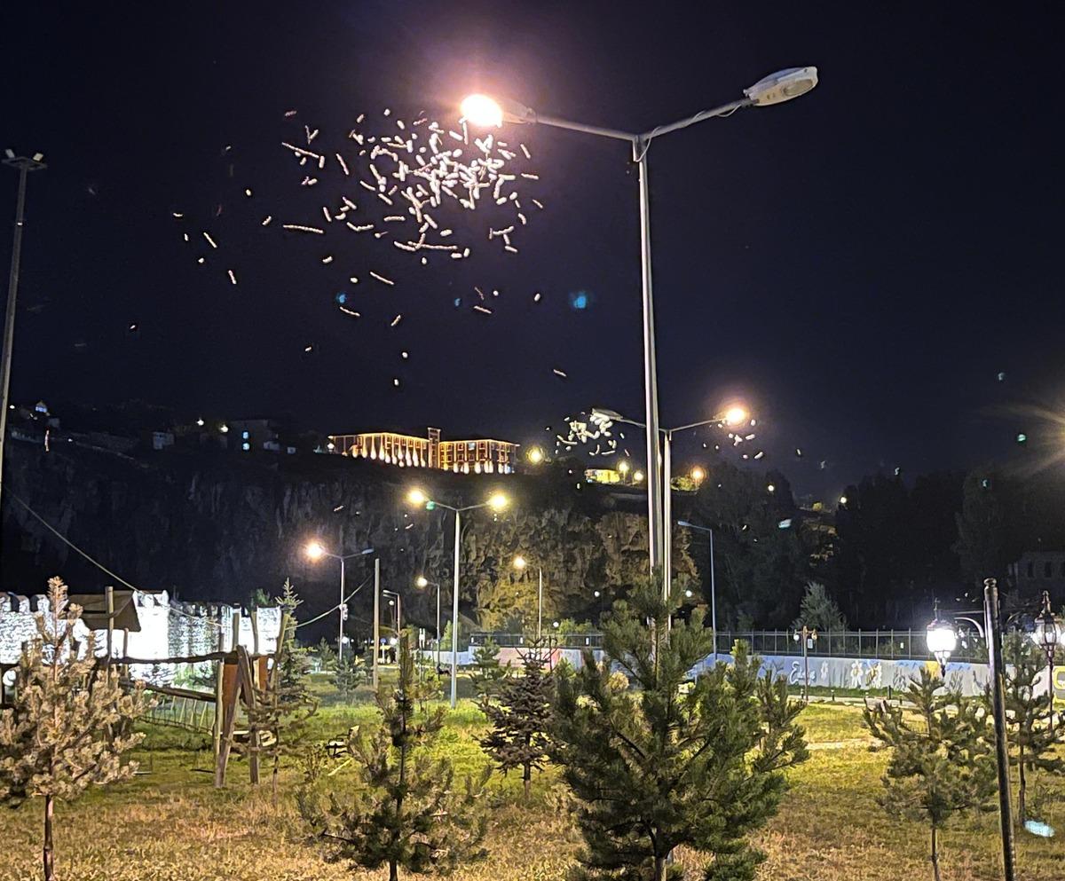 Ardahan’da milyonlarca kelebeğin ölüm dansı kaydedildi 2