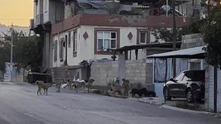 Gaziantep’te tedirgin eden görüntü: Başıboş sokak köpekleri sürü halinde