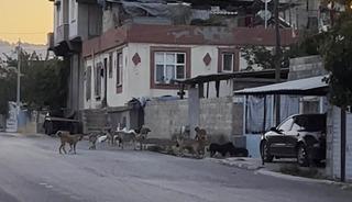 Gaziantep&rsquo;te tedirgin eden g&ouml;r&uuml;nt&uuml;: Başıboş sokak k&ouml;pekleri s&uuml;r&uuml; halinde