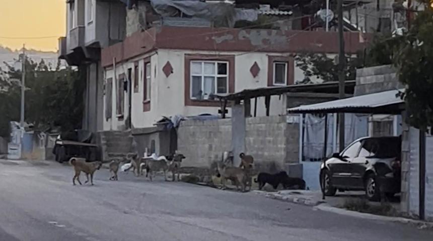 Gaziantep&rsquo;te tedirgin eden g&ouml;r&uuml;nt&uuml;: Başıboş sokak k&ouml;pekleri s&uuml;r&uuml; halinde