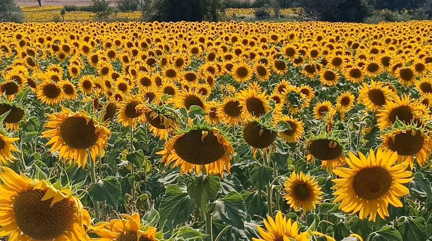 Etraf sarıya b&uuml;r&uuml;nd&uuml;, g&ouml;renler hayran kaldı! Fotoğraf tutkunlarının uğrak noktası