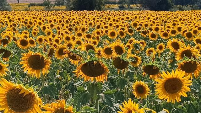 Etraf sarıya büründü, görenler hayran kaldı! Fotoğraf tutkunlarının uğrak noktası