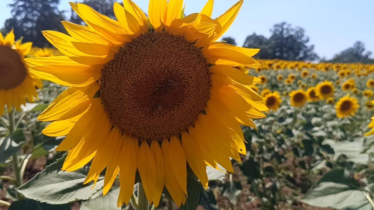 Etraf sarıya büründü, görenler hayran kaldı! Fotoğraf tutkunlarının uğrak noktası 1