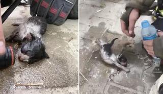 Yangında su ve oksijen verilen yavru kedi hayata d&ouml;nd&uuml;r&uuml;ld&uuml;