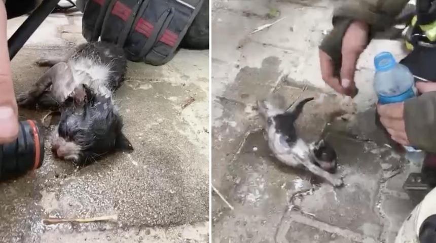Yangında su ve oksijen verilen yavru kedi hayata d&ouml;nd&uuml;r&uuml;ld&uuml;