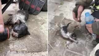 Yangında su ve oksijen verilen yavru kedi hayata döndürüldü