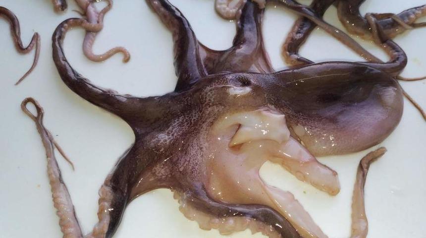 Dünya kupası sonuçlarını doğru tahmin etmişti! Kahin ahtapotu afiyetle yediler!