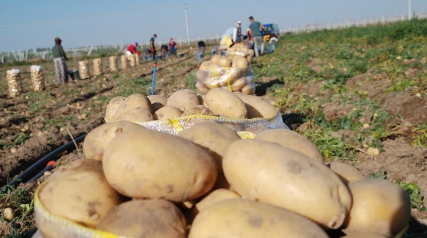 Niğde'de turfanda patates hasadı başladı