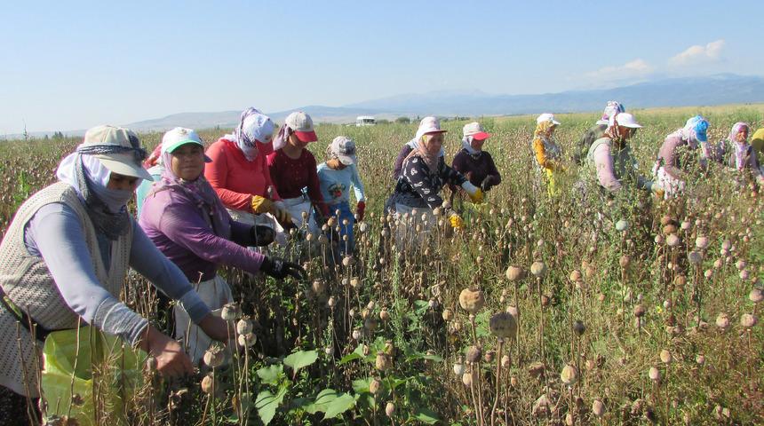 Afyonkarahisar'da haşhaş hasadı erken başladı