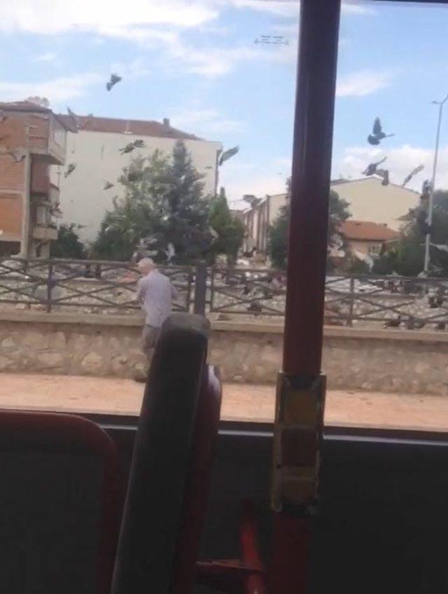 Sefer sırasında otobüsten inip güvercinleri besliyor