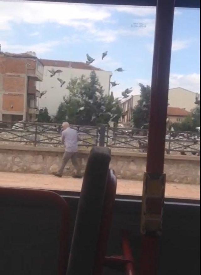 Sefer sırasında otobüsten inip güvercinleri besliyor