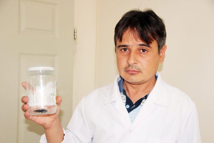 Bu böceğe Japonlar 150 bin dolar veriyor G2