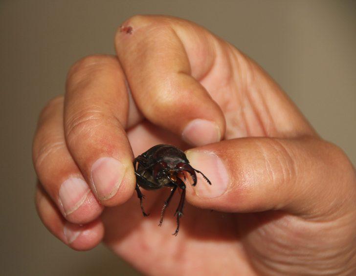 Bu böceğe Japonlar 150 bin dolar veriyor G3