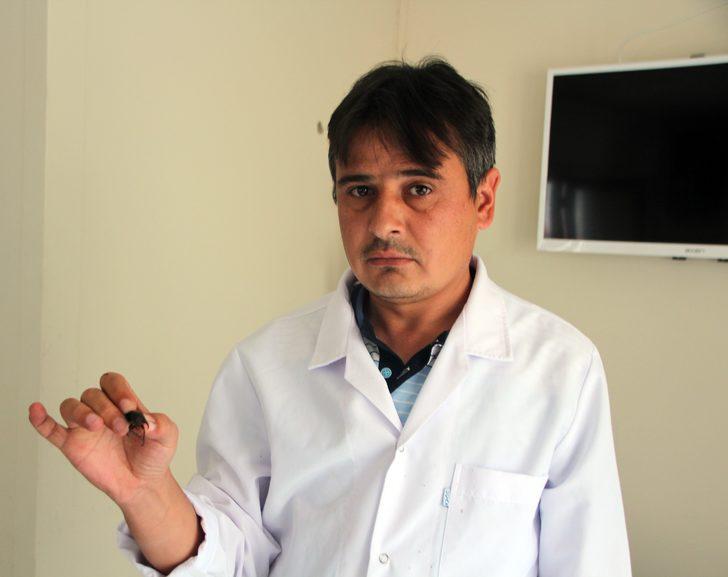 Bu böceğe Japonlar 150 bin dolar veriyor G5