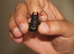 Bu böceğe Japonlar 150 bin dolar veriyor