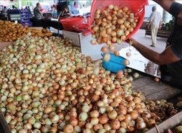  Patates ve soğan fiyatlarında keskin düşüş
