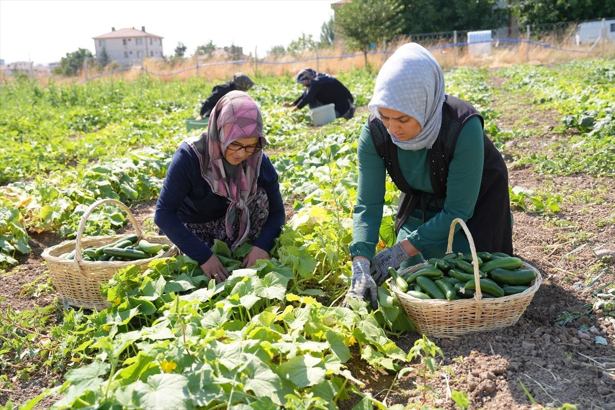 T&uuml;rkiye nin yeşil altını: 45 &ccedil;eşidiyle d&uuml;nya lezzetleri arasında 1