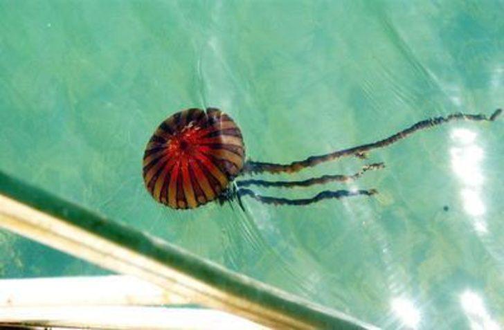 ’HAYATI TEHDİT EDEBİLİR’