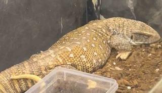 Manisa&rsquo;da egzotik hayvan operasyonu: 61 yaban hayvanı kurtarıldı