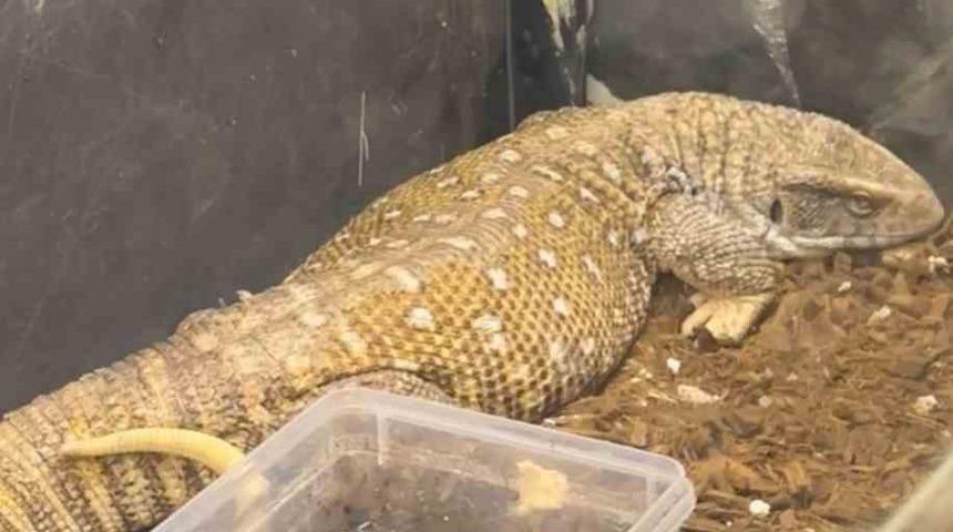 Manisa&rsquo;da egzotik hayvan operasyonu: 61 yaban hayvanı kurtarıldı