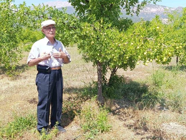 &Ccedil;ivril&rsquo;de "&Ouml;l&uuml;ms&uuml;zl&uuml;k Meyvesi" i&ccedil;in hasat zamanı yaklaşıyor 1