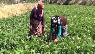 Aracı yok, doğallık var: &Ccedil;ift&ccedil;i hem &uuml;retiyor hem satıyor