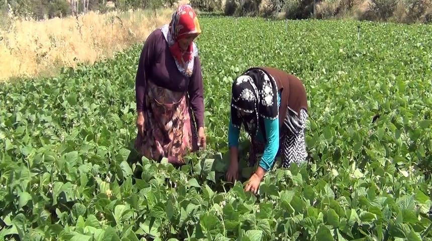 Aracı yok, doğallık var: &Ccedil;ift&ccedil;i hem &uuml;retiyor hem satıyor