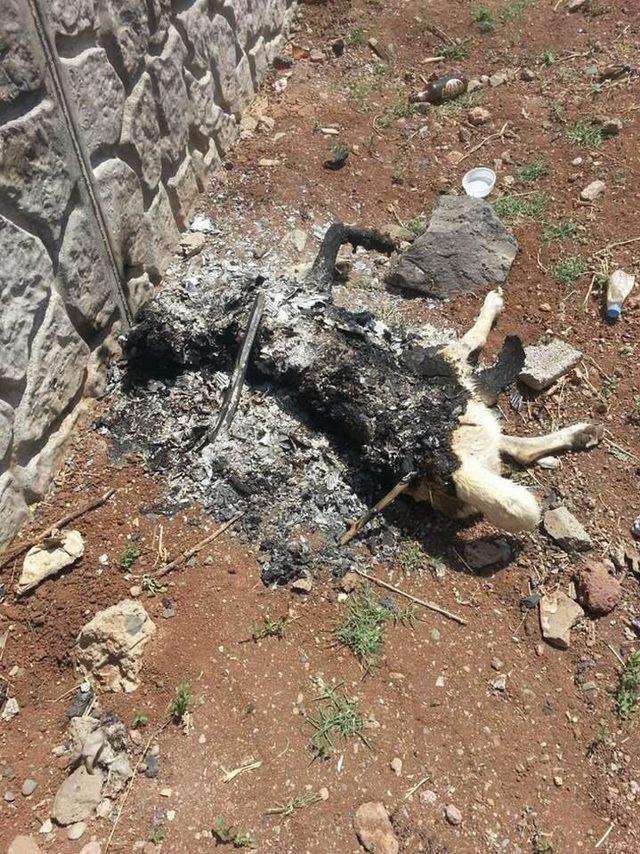 Diyarbakır'da vahşet; köpeği canlı canlı yaktılar