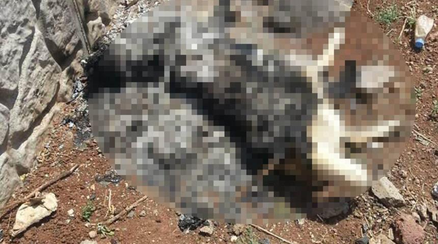 Diyarbakır'da vahşet! Köpeğe tecavüz edip canlı canlı yaktılar!