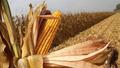 G�dada El Nino etkisi! M�s�r fiyatlar� 3 y�l�n zirvesinde