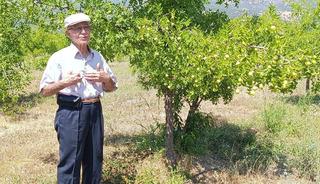 "&Ouml;l&uuml;ms&uuml;zl&uuml;k meyvesi" olarak biliniyor! 300 yıllık ağa&ccedil;lardan hala &uuml;r&uuml;n alıyorlar