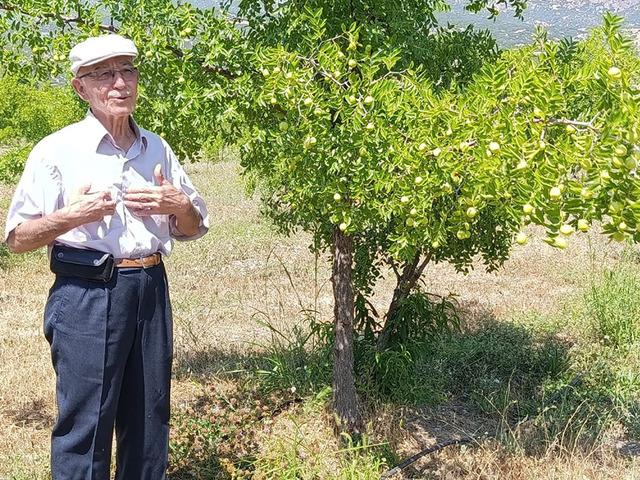 "&Ouml;l&uuml;ms&uuml;zl&uuml;k meyvesi" 300 yıllık ağa&ccedil;lardan hala &uuml;r&uuml;n alıyorlar