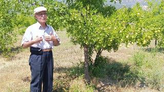 Ölümsüzlük meyvesi olarak biliniyor! 300 yıllık ağaçlardan hala ürün alıyorlar