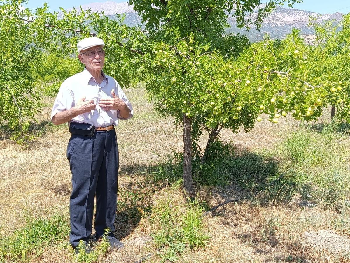"Ölümsüzlük meyvesi" olarak biliniyor! 300 yıllık ağaçlardan hala ürün alıyorlar 1