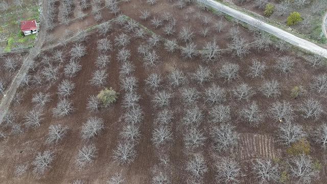 Çorum'da zirai donun zarar verdiği cevizde bu yıl beklenti düşük