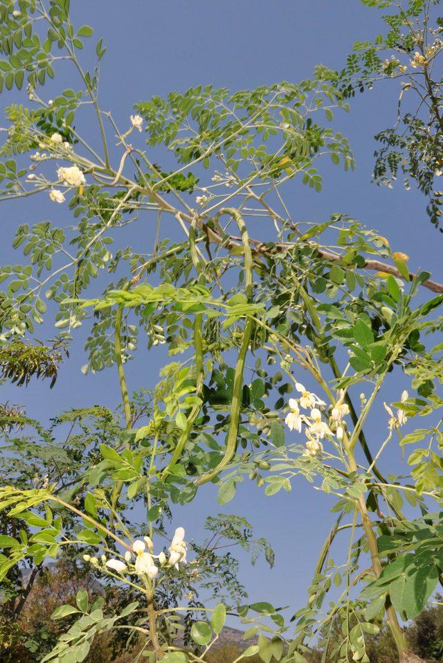 Datça'da moringa ağacı yetiştiriyor