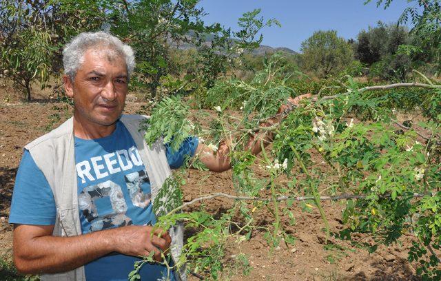 Datça'da moringa ağacı yetiştiriyor
