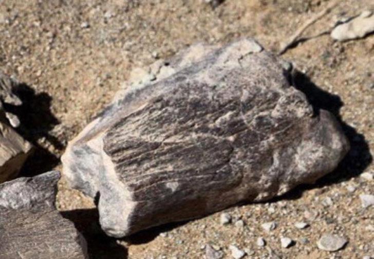 T-rex'in kuzeni bulundu! Moğolistan'da şaşırtan keşif G4