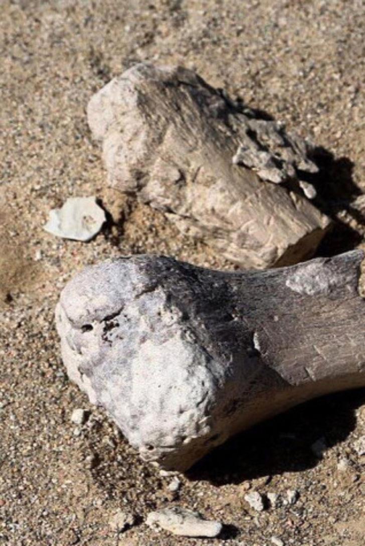 T-rex'in kuzeni bulundu! Moğolistan'da şaşırtan keşif G3