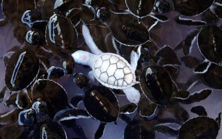 Böylesini görmediniz G1