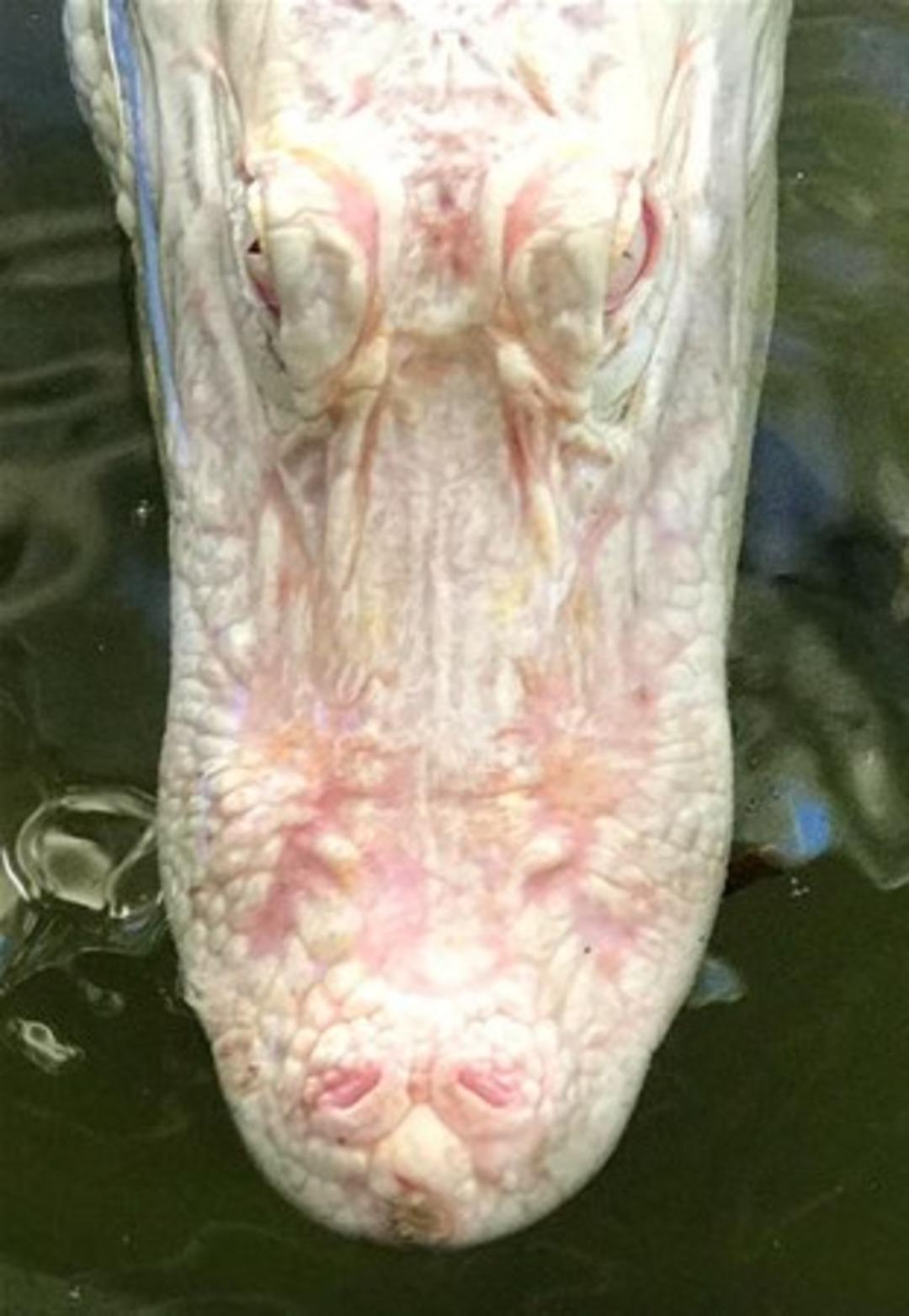 B&ouml;ylesini g&ouml;rmediniz