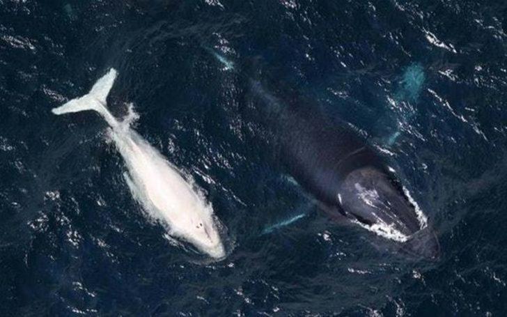 Böylesini görmediniz G5